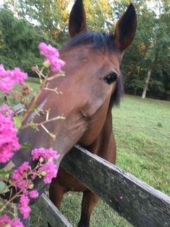 Brown Horse with Flowers