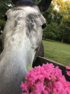 Gray Horse with Flowers